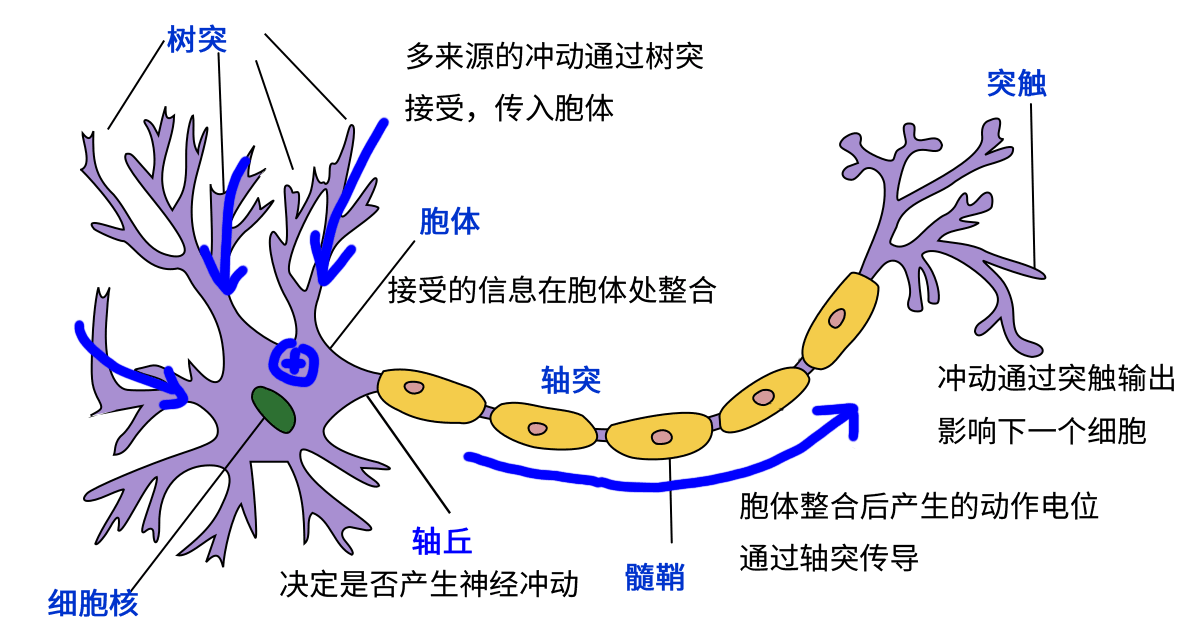 ../../_images/real_neuron.png
